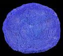 Brilliant Blue Azurite Sun - Australia #63240-1